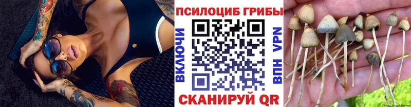 Купить  Кимовск  Галлюциногенные грибы GOLDEN TEACHER 